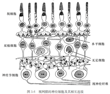 视网膜的神经细胞及其相互连接