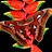 Attacus_atlas
