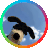 gusc